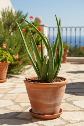 Echte Aloe Vera, medizinisch,im 12er Topf (3)
