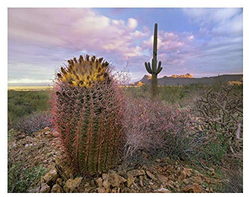 Artworks Italia Saguaro y Cactus de Barril Gigante, Parque Nacional Saguaro, Arizona-Paper Art 34 x 66 cm