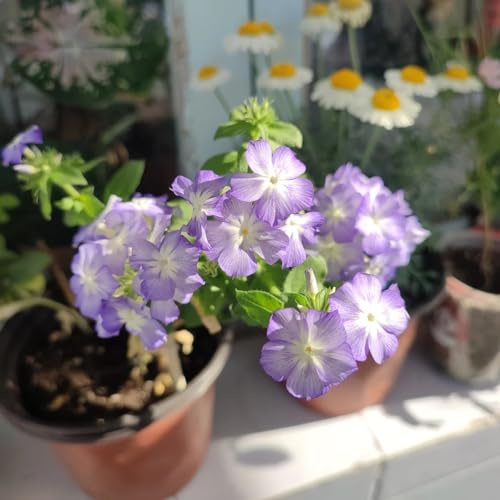 flox - ombra semi di selvatici semi di phlox primaverili, resistenti in vaso selvatici esotici decorativo d'appartamento rare 850semi