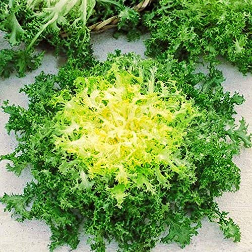 CEMEHA SEEDS - Seeds Endive Lettuce Yellow Heart Curly Frisee 50 Days for Salad Non GMO Vegetable for Planting 700 Seeds