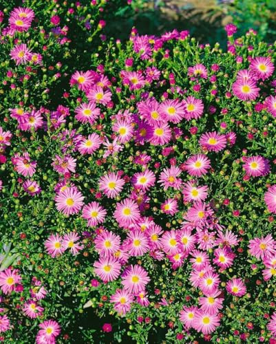 Aster novi-belgii 'Rosenhügel' ca. 11x11 cm Topf - Glattblatt-Aster, rosa Blüten, Blütezeit August-Oktober, ideal für Beete, bienenfreundlich, pflegeleicht