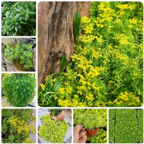 Semillas de Sedum Lineare - Decoración de jardín para exteriores regalos para jardineros cobertura del suelo exóticas semillas de jardín de rocas semillas de pradera 1500pcs