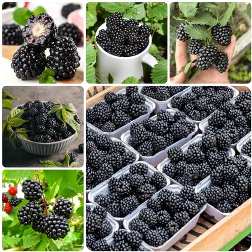moras - de jardín de rocas zarzamora Semillas resistentes balcón interior lugares soleados sostenibles resistentes 350semillas