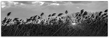 Leinwandfoto als Panorama SCHWARZ/WEISS 150x50cm Wiese Wildgras Sonnenuntergang Wolken
