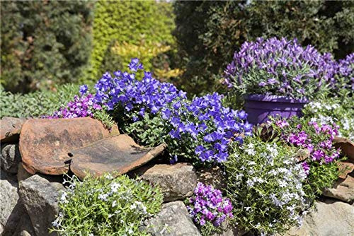 Glockenblume Campanula portenschlagiana 10er-Set winterhart Bodendecker
