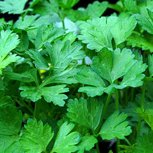 Welldales 50 Italian Giant Parsley Seeds Leafy Green Aromatic Herb Seed Pack