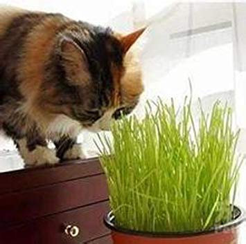 100 Pieces/Bag Seeds Grass Kittens,Cats Like to Eat Wheat Grass Can Be Repeatedly Harvested Wheat Seeds