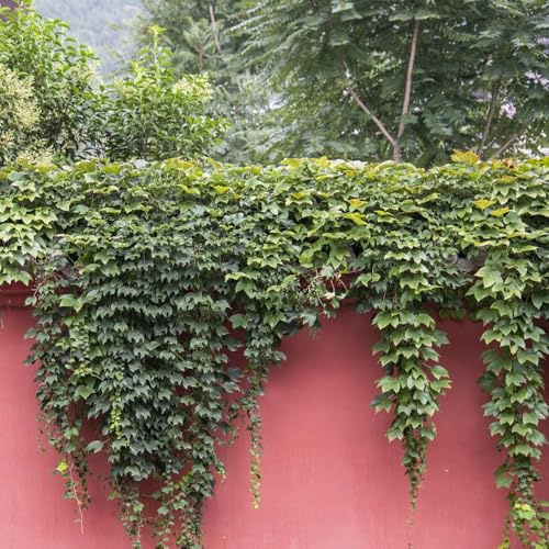 Vid silvestre resistente - semi pendenti perenni resistenti letti elevati per giardino - rari resistenti Parthenocissus tricuspidata 400pcs