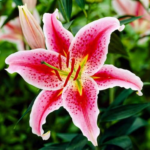 Bulbes de Lys Brasilia - Lys Bulbes - 10 Bulbes de Fleurs à Planter Exterieur - Plantes Vivaces Exterieur - Rustique - Naturelle Plantes de Hollande (Ø 14-16 cm, pas de graines, non artificielle)