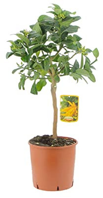 KENTIS - Cédratier 'Main de Bouddha' - Vraies Plantes d'Agrumes - Arbres Fruitiers de Jardin de Balcon - Plante Fruitière Décoratives d'Extérieur - H 70-80 cm Pot de Ø 20 cm