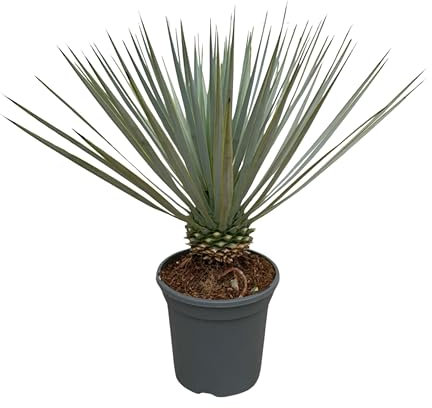Trendyplants - Yucca Rostrata - Hardy - Plante de jardin - Hauteur 40-60 cm - Taille du pot Ø21cm