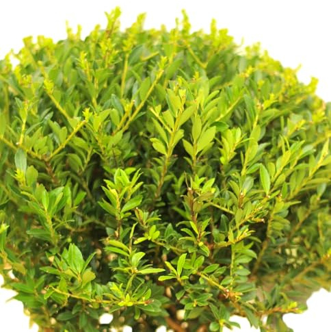 Japanische Stechpalme Ilex crenata Twiggy Kugelschnitt 25-30 cm winterhart Freilandaufzucht