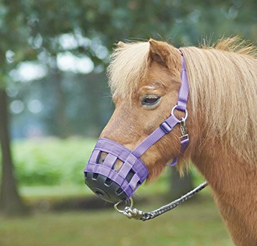 Busse Fressbremse Classic, Warmblut, lila