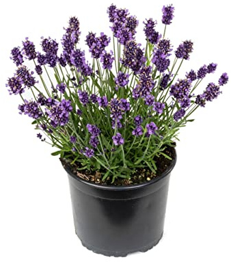 DECOALIVE Planta de Lavanda con Flores Azuladas Planta Aromática con Mucha Fragancia