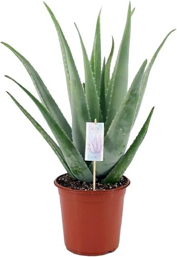 Suculenta Natural Aloe Vera Planta fácil de Mantener