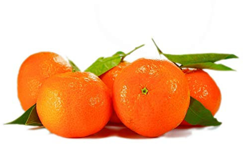 Citrus sinensis 140-170 cm mit Früchten - echte Orange - Apfelsine - Orangenbaum - Zitruspflanze