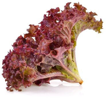 300 pcs salat pflanzen samen - bonsai topf wintergemüse samen kopfsalat pflücksalat,salatsamen,Lactuca sativa, deko wohnzimmer modern gewächshaus balkon pflanzensamen winterfeste pflanzen