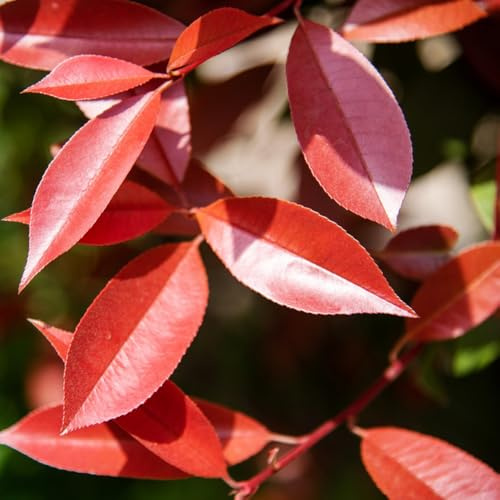 Photinia del petirrojo rojo semillas de resistentes reverdecimiento de tejados jardín interior semillas exóticas decoración perennes 600pcs