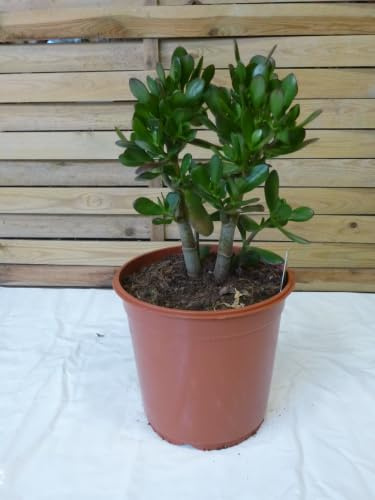 [Palmenlager] Crassula ovata 50 cm - 24 cm Ø Topf - Dickblatt, Geldbaum, Pfennigbaum