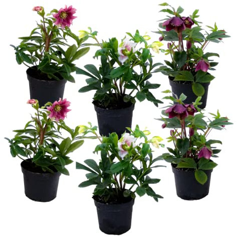 Plant in a Box - Helleborus Orientalis - Mix di 6 - Rose di Natale resistenti - Fiori colorati - Elleboro orientale - Vaso 12cm - Altezza 20-30cm