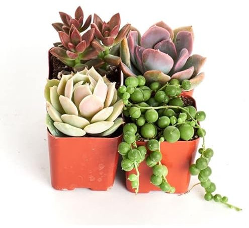 Mix de Cuatro Suculentas Mini Naturales Plantas Resisitentes a Altas Temperaturas