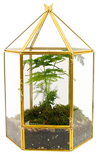 ELEGANTLIFE Geometrisches Glas-Terrarium, Pflanzgefäß für Sukkulenten zum Aufhängen, für Zuhause, Garten, Büro, Dekoration, Pflanzen Nicht im Lieferumfang enthalten (goldfarben, sechseckig)
