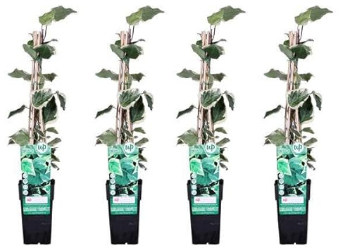 Edera colorata – Hedera algeriensis 'Gloire de Maren' – 65 cm – Ø 15 cm – 4 pezzi