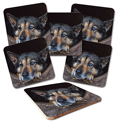 ADDIES Glas-Untersetzer 6-TLG.Set Bedruckt Motiv HUNDE-01 in hochwertiger Klarsicht-Geschenkbox und Korkrückseite, Tier-Motiv