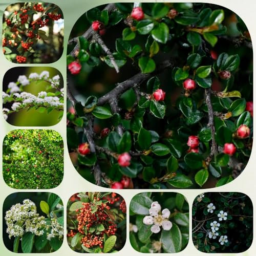 Semillas de cotoneaster para cubrir el suelo. variedades antiguas Cotoneaster dammeri, arbustos resistentes de hoja perenne cobertura del suelo regalos para jardineros jardín de 400pcs
