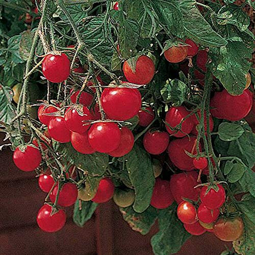 Tomato 'Gartenperle' Seeds Half Hardy Annual Vegetables Garden Plants Easy to Grow Tomato 'Gartenperle' 1 Packet of 20 Seeds by Thompson and Morgan