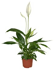 Spathiphyllum Lirio de la Paz Planta Natural