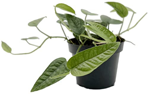 Fangblatt - Epipremnum pinnatum Cebu Blue - blaugrüne Efeutute - exotische Zimmerpflanze