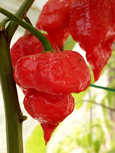 SEMI PEPERONCINO-TRINIDAD SCORPION BUCHT T.+ GUIDA ALLA COLTIVAZIONE