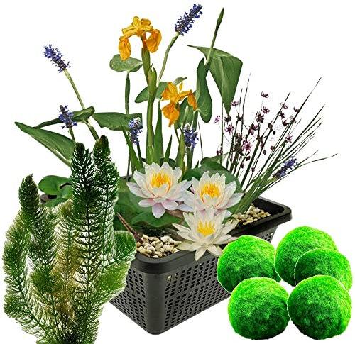vdvelde.com - Mini Teichset - Weiß + Sauerstoffpflanzen gegen Algen - 1 Weiße Seerose, 3 Blühende Wasserpflanzen, 5 Mooskugeln und 6 Hornblatt - inklusive Teichkorb