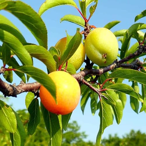 2 American Plum Plants Live for Planting, 12 to 18 Inc Tall, Bareroots, Pink Red Yellow Color Plum Tree Live Plant, Live Plum Tree Plant Live to Grow Outdoors
