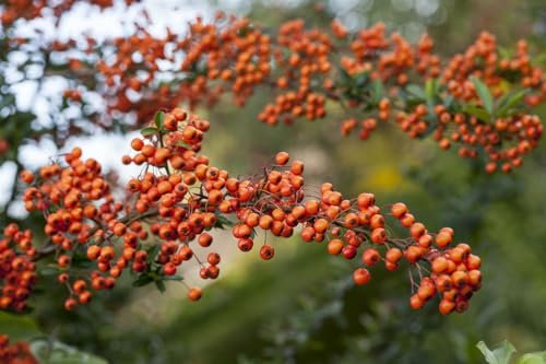 Pyracantha 'Orange Charmer' 100-125 cm – Winterhart, Immergrün, Pflegeleicht – Feuerdorn – Heckenpflanze für Garten & Sichtschutz