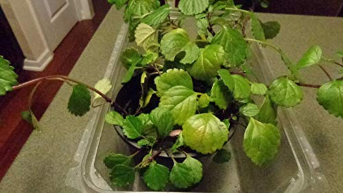 GERMINAZIONE DEI SEMI: pinte che faranno funzionare un vaso di edera svedese (Australis Plectranthus)