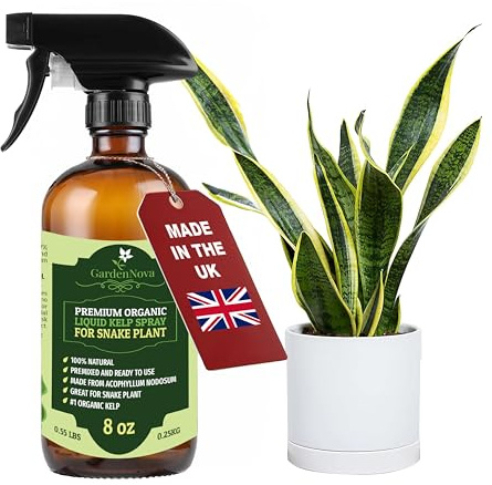 GARDENNOVA Professional Organic Liquid Kelp Spray for Snake Plant Plants - 8 oz - Ready-to-Use Fully Organic Seaweed & Kelp Fertilizer Mist