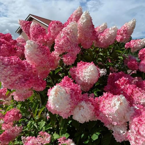 semi di ortensia resistenti per il giardino prati interni Serie raras giardino 200pcs semi