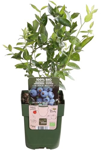 Vaccinium Brigitta Blue Pianta di Mirtillo Americano in Vaso | Pianta da Frutto per Orto e Giardino | Mirtilli Dolci Ricchi di Antiossidanti | Ideale per Balcone, Terrazzo e Coltivazione Domestica