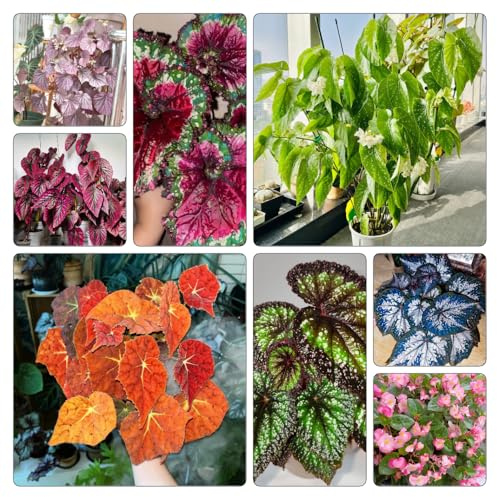semillas de begonia decoración sala estar Variedades antiguas y resistentes Parterres elevados el jardín balcón invernadero interior rocas, 400pcs
