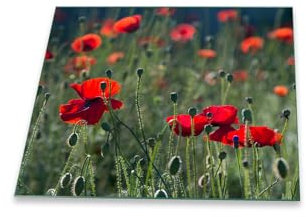 decorwelt | Herdabdeckplatte 60x52 cm Ceranfeldabdeckung 1-Teilig Universal Elektroherd Induktion für Kochplatten Herdschutz Deko Schneidebrett Sicherheitsglas Spritzschutz Glas Blumen Rot