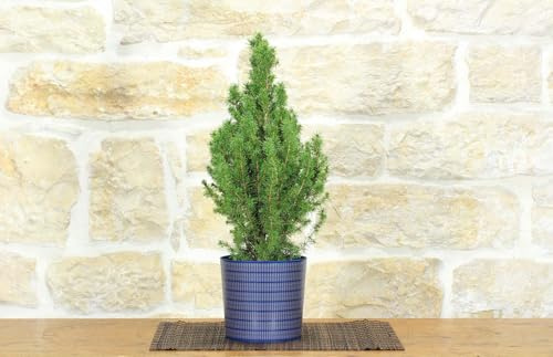 Bonsai di Abete in vaso motivo scozzese - blu
