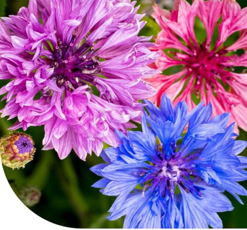 Graines de bleuet ‘Ball Mix’ - Centaurea cyanus - 22.000 graines - Fleurs bleues, roses, violettes et blanches - Très faciles à semer et à entretenir
