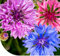 Graines de bleuet ‘Ball Mix’ - Centaurea cyanus - 22.000 graines - Fleurs bleues, roses, violettes et blanches - Très faciles à semer et à entretenir