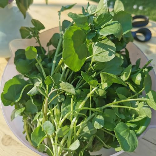semi di crescione biologici - Decorazione balcone resistenti giardino 300pcs
