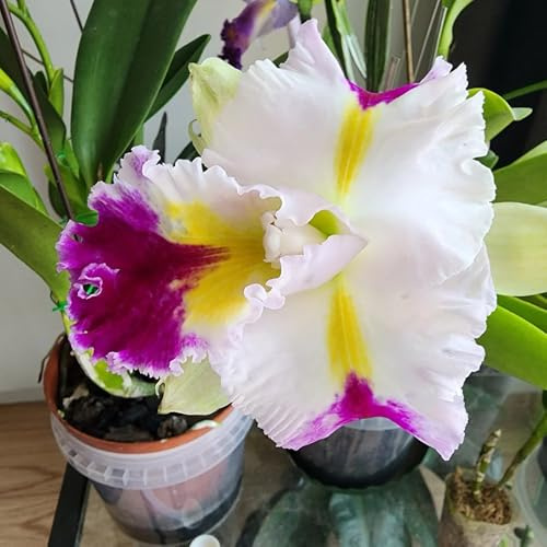 semi di orchidea cattleya, orchidee resistenti all'esterno Cattleya per il giardino to perenni decorativi resistenti balcone 40pcs