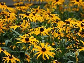 Pack x3 Rudbeckia 'Goldsturm' Perennial Garden Plug Plants