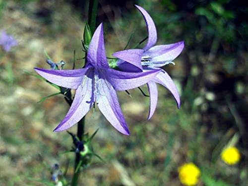 CAMPANULA RAPUNCULUS BLU NR.20 SEMI