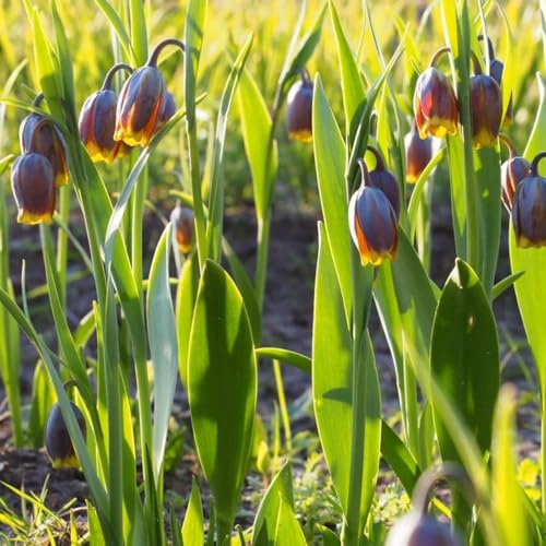 Bulbi di Crown Imperial, serre da balcone resistenti all'esterno bulbi di primaverili vecchie varietà Bulbi di Fritillaria, per luoghi soleggiati 7pcs